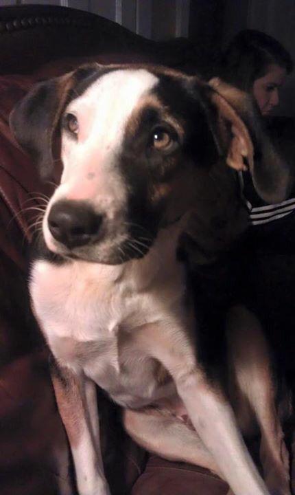 if anyone sees my dogs please let me or one of the twins know!!!