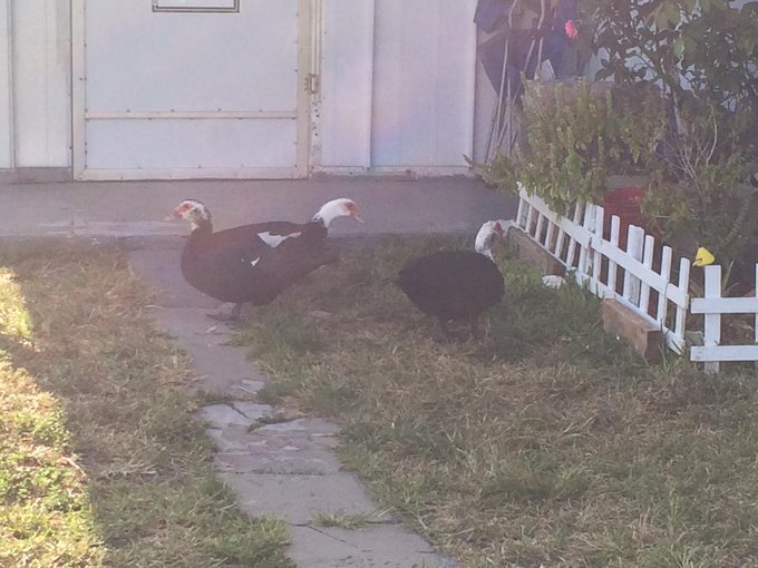 Getting my walk on and exploring FL and I found these guys. http://t.co/vTFPbewUcu<a href="/tag/texas"class="tags"><span>#texas</span></a>