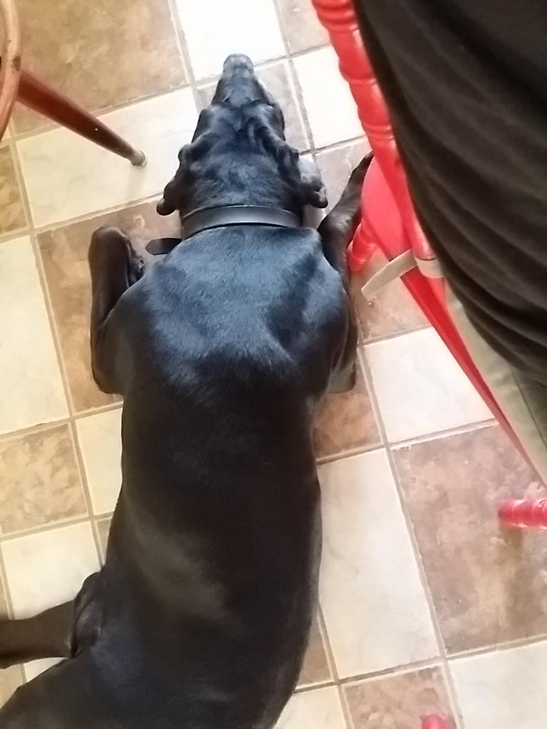 Quj_be's tweet photo. Just went on a 20 minute walk. Thor is pooped. Lucky, the tile floor is nice and cool! #blacklab #dogsofinstigram http://t.co/QVH5pKIuNY
