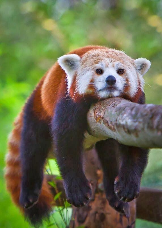 winkles88's tweet photo. "@OutOfWild: Lazy red panda cub http://t.co/9nglRvGU8u" @wdhuston still hung from rendezvous