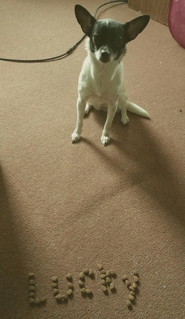 angbunnie's tweet image. Lucky💗 #kibblechallenge #suchfocus #trainedherwell #obedient 🐾
