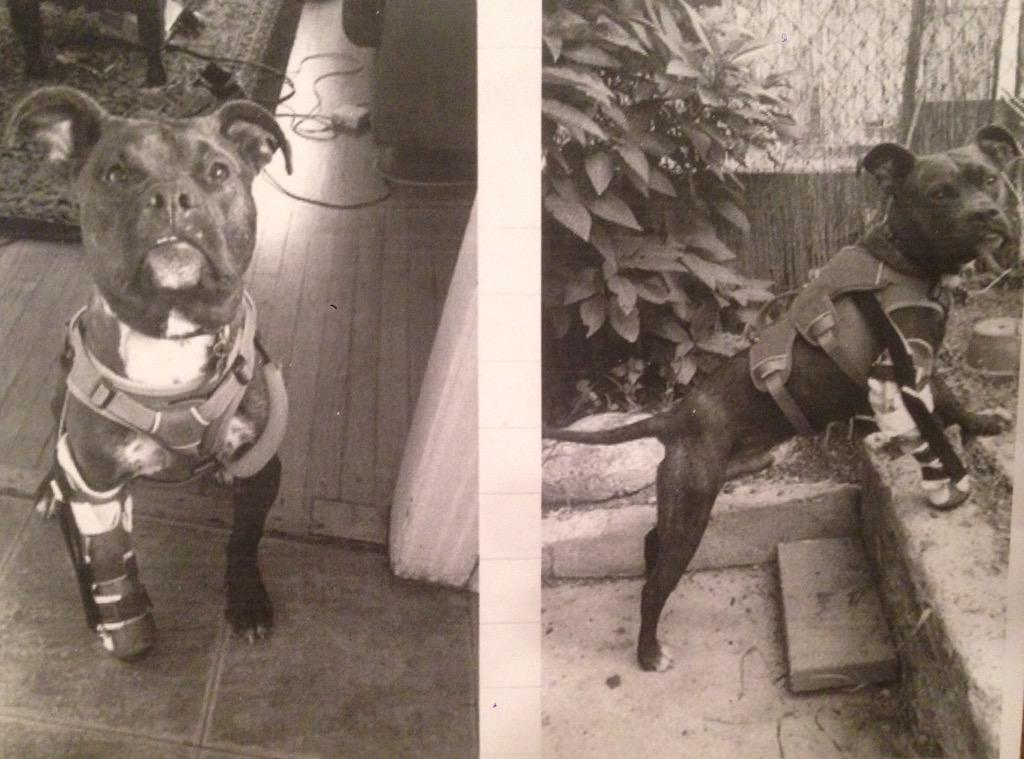 LoganLerman's tweet image. My dad's fine work! He built a prosthetic leg for this pup so he could walk for the first time. Too cool.