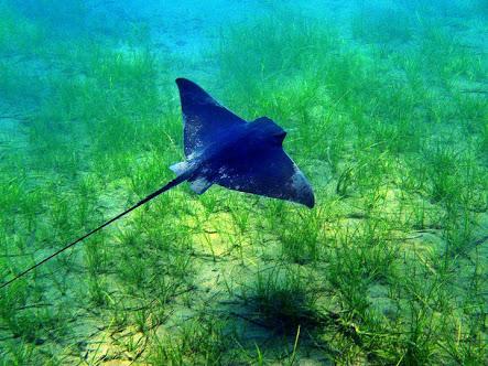Geçen gün akvaryumda vatoz (manta ray) vardı. Yeni nesil IHA'ların tasarımına ilham kaynağı bu balık.
