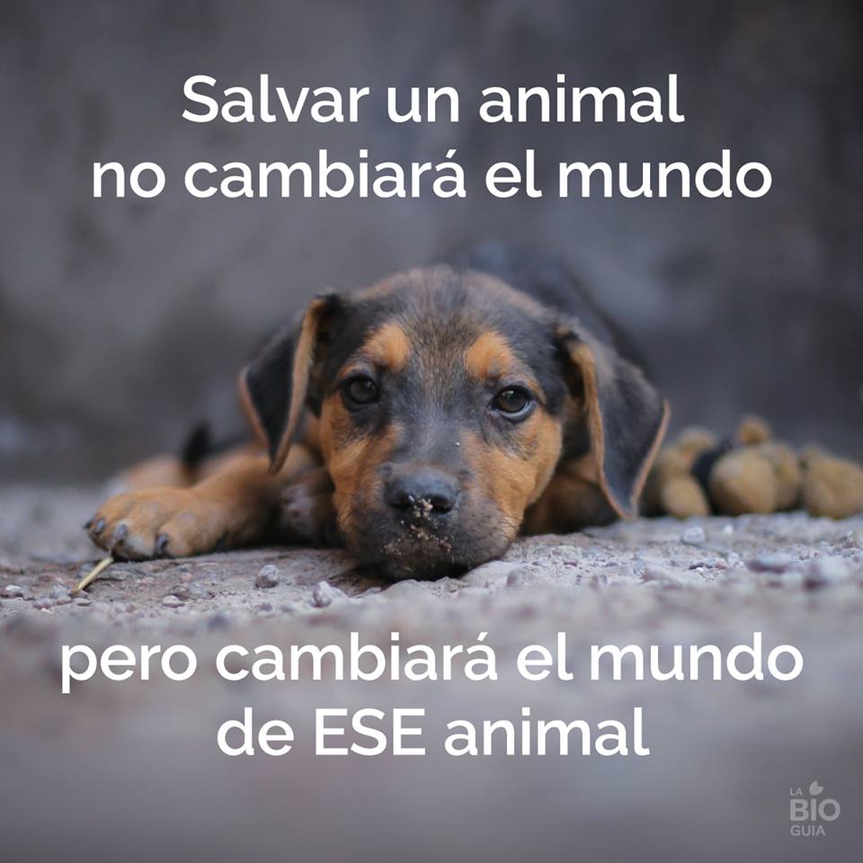 AngeMaril's tweet photo. #IncendioValparaiso favor no olvidar a los animales y mascotas, dejándolas sueltas, no amarradas... #FuerzaValpo http://t.co/X73dU4UsyL