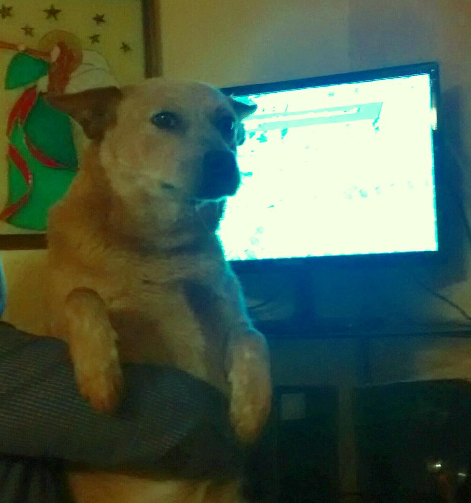ingfercuevasl's tweet photo. @futaztecadep #ViernesBotanero en compañía de Loba saludos desde Veracruz http://t.co/GFFIVLHRMD