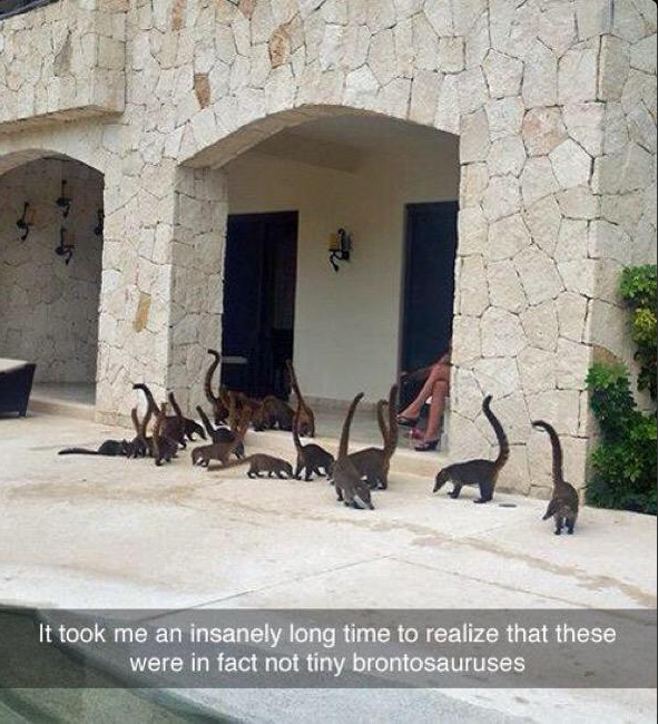 CauseWereGuys's tweet photo. Why is this so funny to me http://t.co/CZ1H0MdTCh