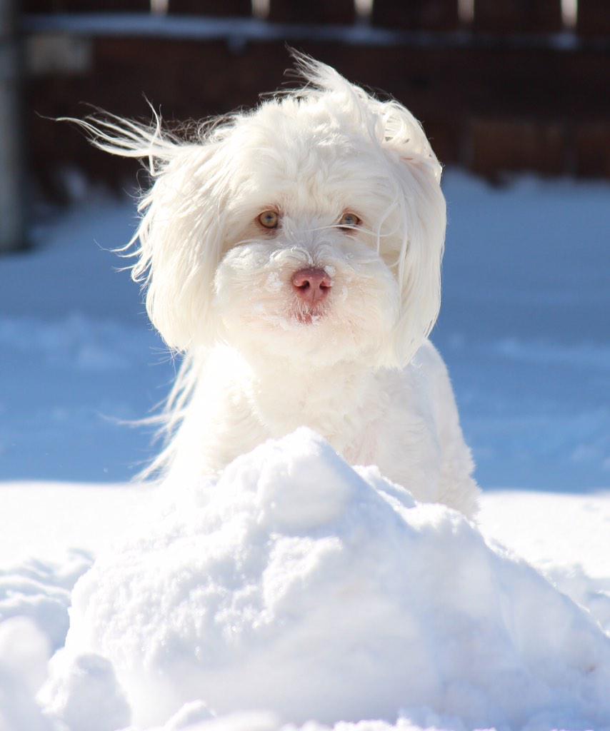bohara_vinay's tweet photo. #NGOpets Teddy playing in snow http://t.co/KIylbN94c3