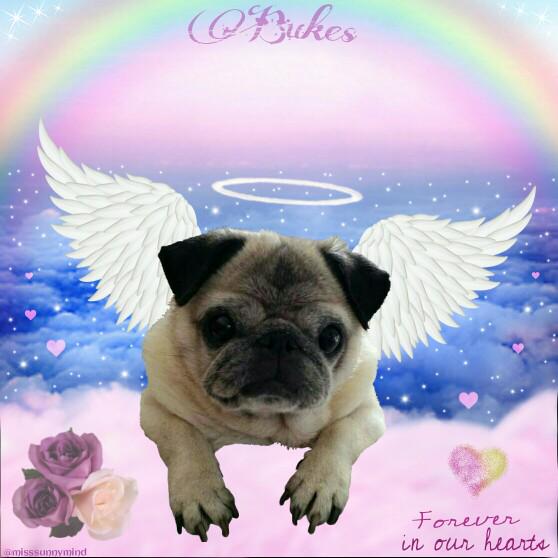 HealingPurrsPaw's tweet photo. #wlf #HealingPurrsPawty RIP sweet ♡#BUKES♡ aka @bukesbestfriend !! Again our heartfelt sympafiez 2 yooz fambly !! http://t.co/a501qoVs9G