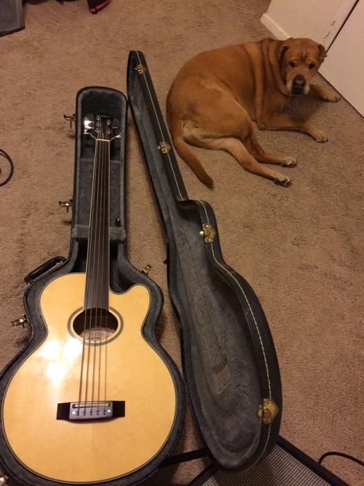 lucaslgriffin's tweet photo. Sometimes a @V2Instrumental song just calls for the @Epiphone El Capitan...  George approves #bass #surfrock http://t.co/lvlGwicL5v