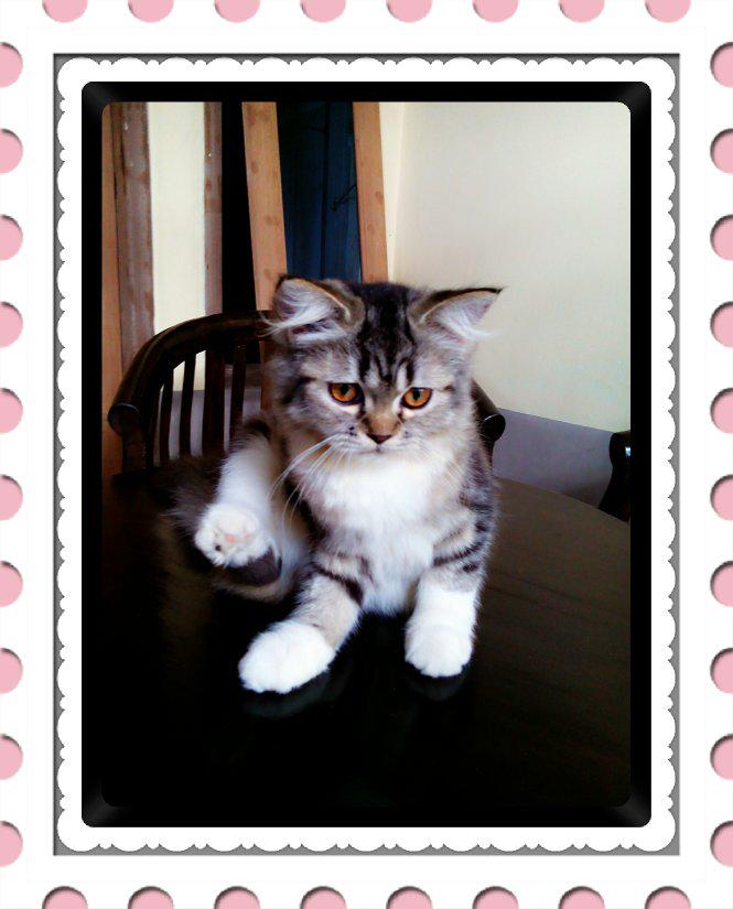 _melLia's tweet photo. #InstaMagAndroid omeeelll :* http://t.co/SP9PNqXrjM