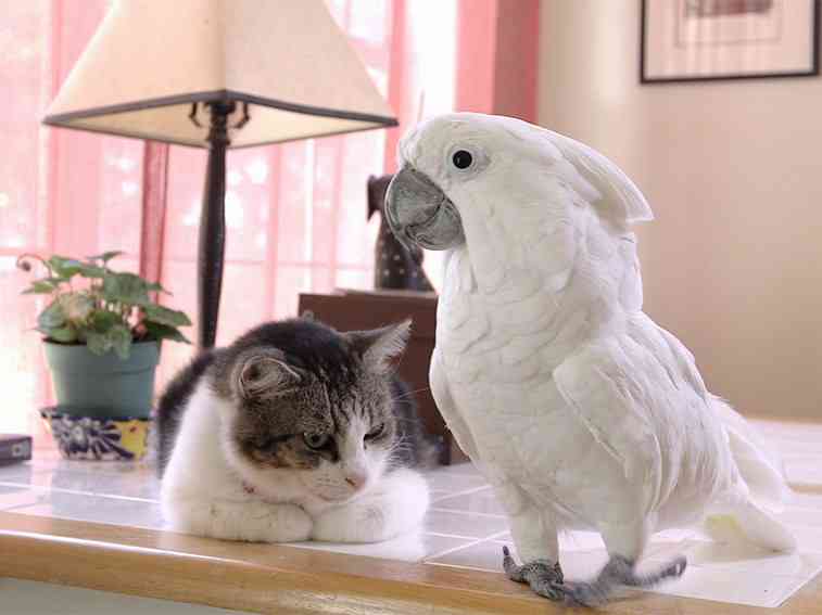 RT @natgeowild 'Lucky' the cat got lucky with a friend like Coco the cockatoo. New #UnlikelyAnimalFriends starts now!