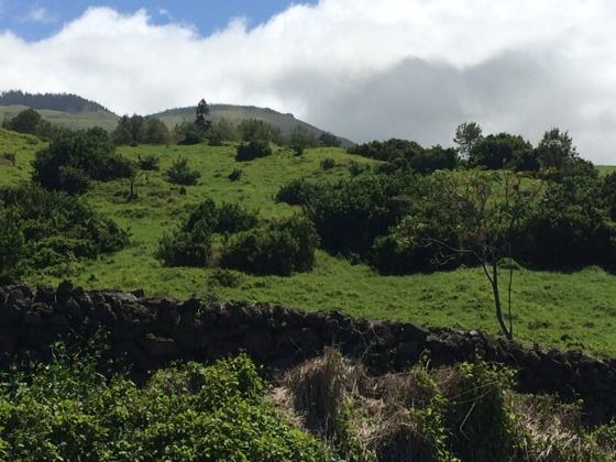 Magnificent #Ulupalakua #MAUI beautiful day