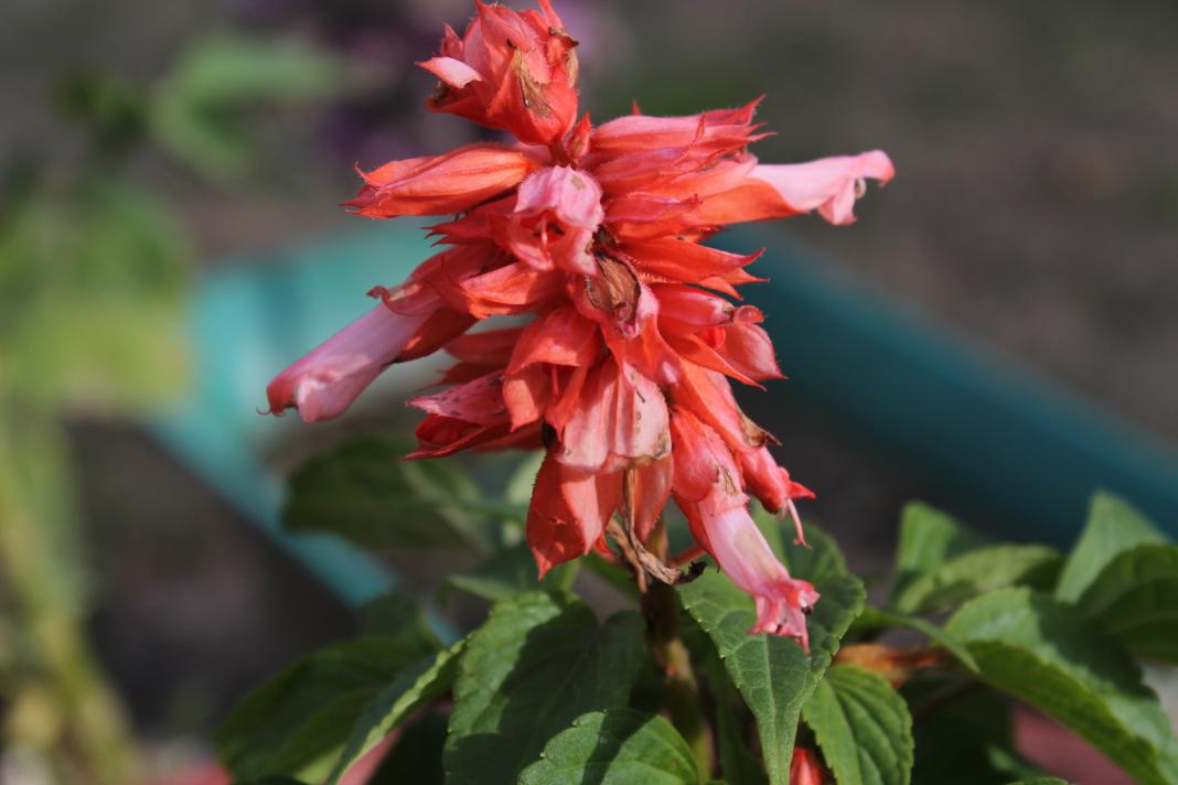 KashmirTrails's tweet image. #CNNSpring #Kashmir