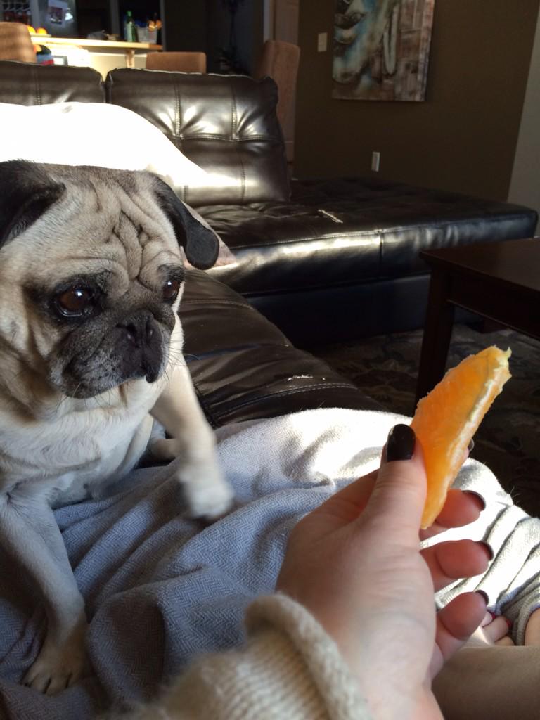 PapithePug's tweet image. Human and me enjoying an orange.