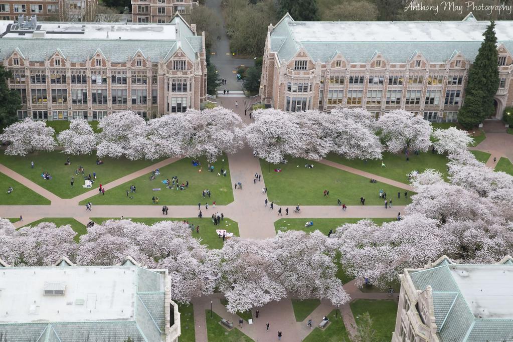 Stunning photo of cherry trees at UW quad, courtesy antmay KING 5