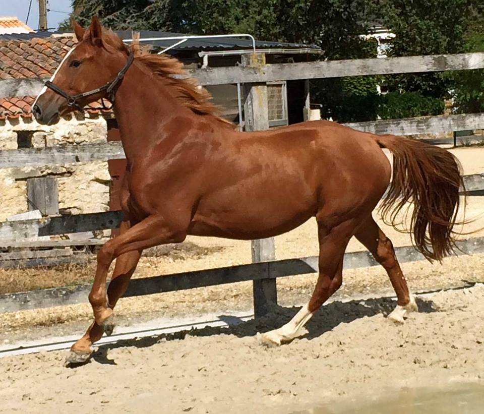 annlaurerichard's tweet photo. 4 yo gelding x #Kannan sold by @ProfilHippique #saddleupinstyle #Equestrian #ShowJumping http://t.co/lK0LSk6zix