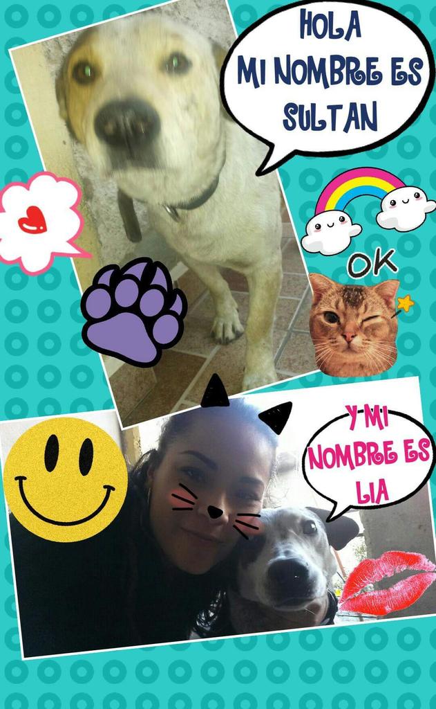 lene25ortega's tweet photo. @AztecaDeportes mis mascotas LIA Y SULTAN http://t.co/g8Yo6mdcmP