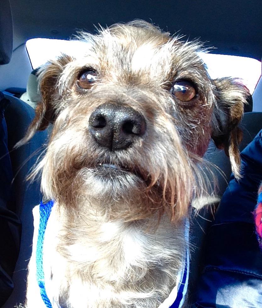 OllieCorey's tweet photo. My dog, my phone, his selfie..😊 http://t.co/RJgENIQLOa