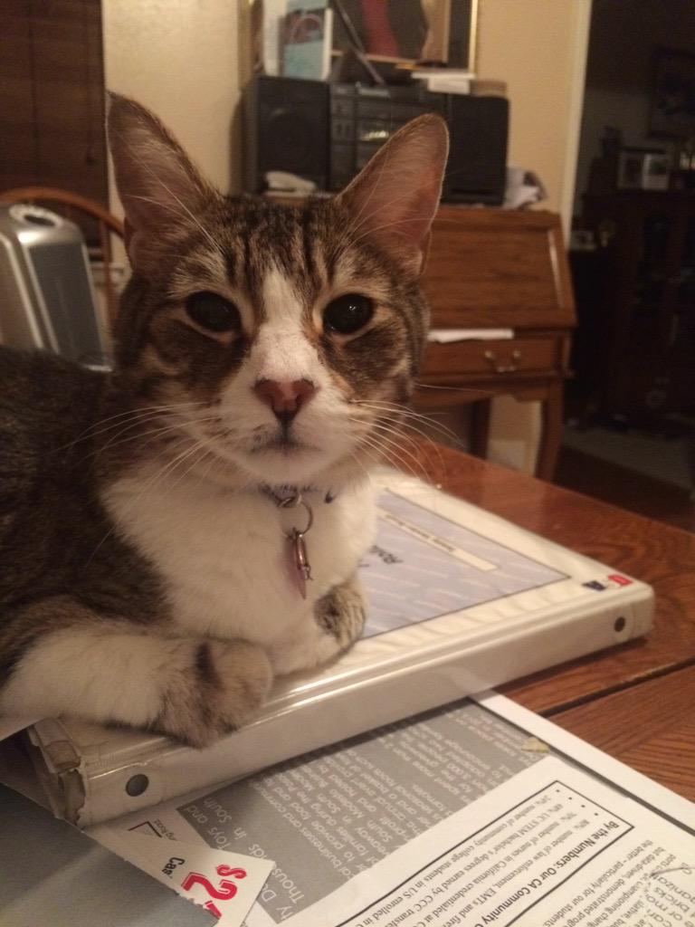 CatnamedJonah_'s tweet photo. furrrrry Friday!😺😺😸😸😸 http://t.co/qs9AAQjEm2