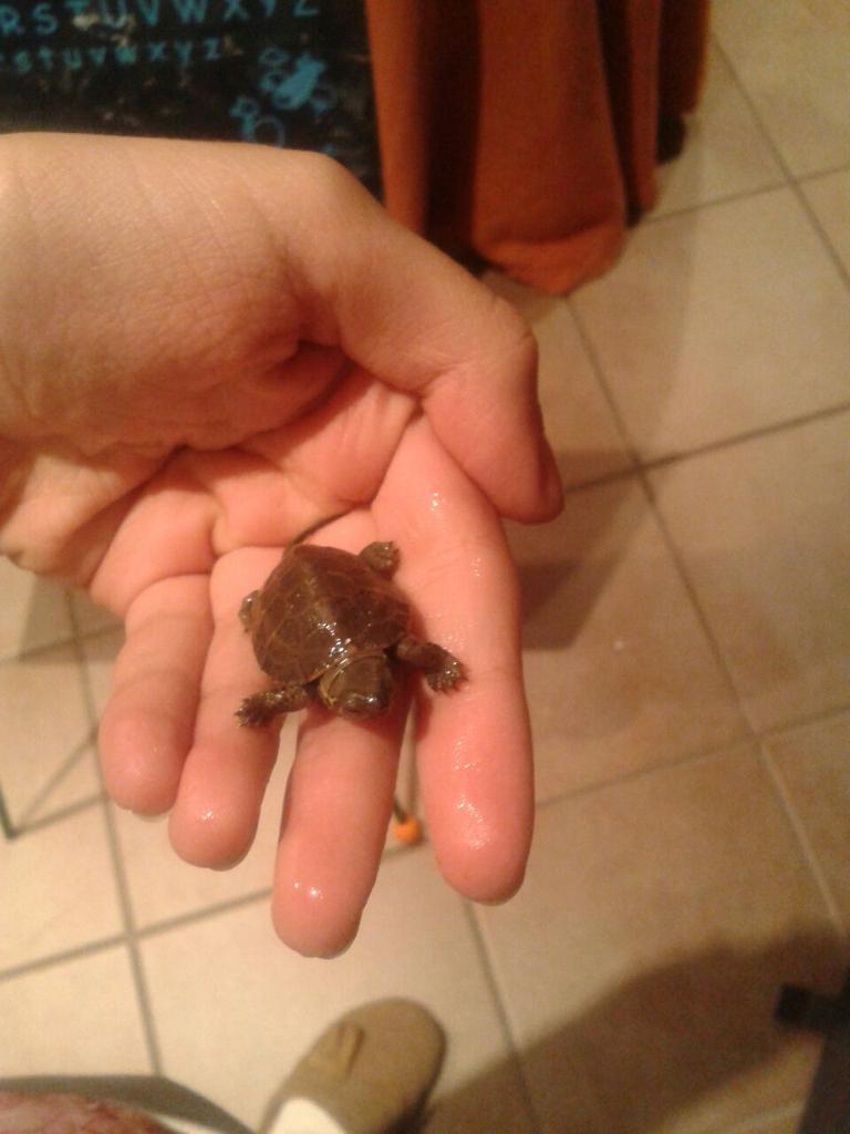 BaltasarFlow's tweet photo. De chocolate o de verdad? 😂😂 http://t.co/S9cBVGbqpt