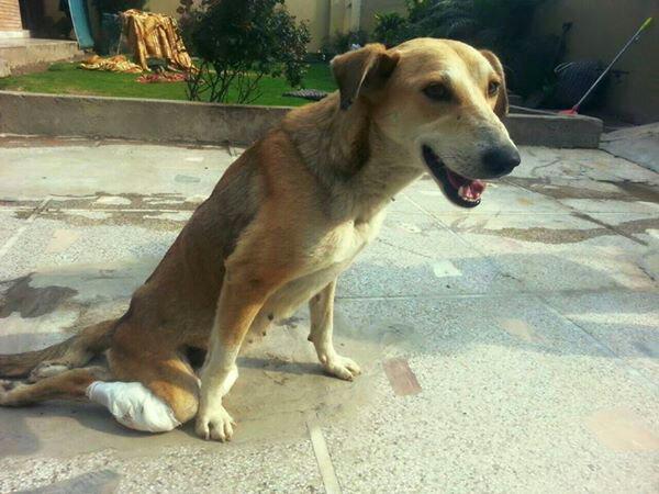 Miranda4Animals's tweet photo. Pls share #Dog Pooja's story. She needs #dogwheels & adoption
https://t.co/oo96VyoSXd
@AmyRoseKathryn @KirstenHenry http://t.co/EBDmjAA1F6