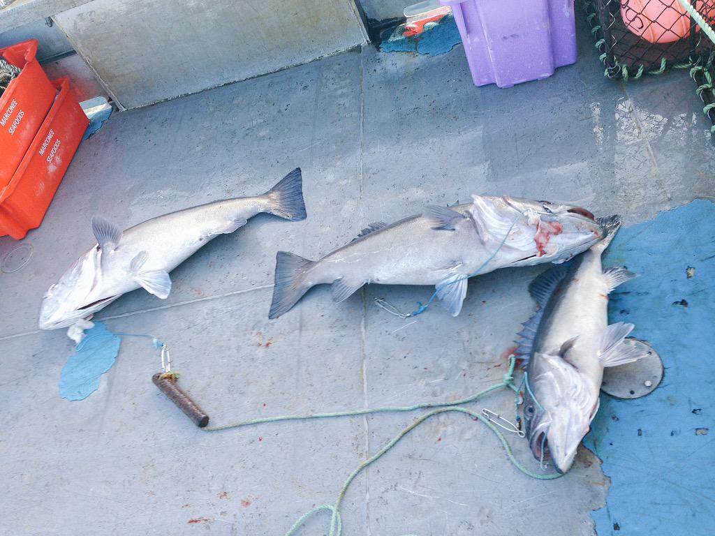 Dallon Gregory-Hunt tweet media