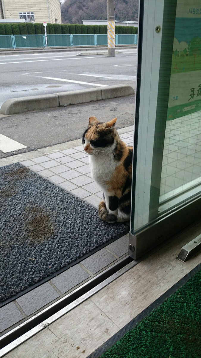 Nyaa Goma 自動ドアが開いても一本たりとも入らないコイツは偉いわ ネコが居着くのはだいたいファミマな気がする Http T Co 3sqq1d8xzo Nyaa Goma 自動ドアが開いても一本たりとも入らないコイツは偉いわ ネコが居着くのはだいたいファミマな気がする Http T Co 3sqq1d8xzo