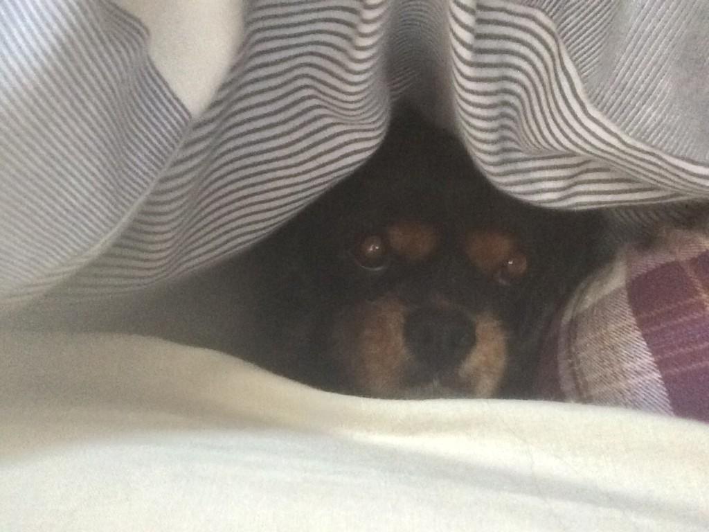 adorablemolly's tweet photo. Sshhh they wont see me under the duvet http://t.co/NJkdcKFhvk