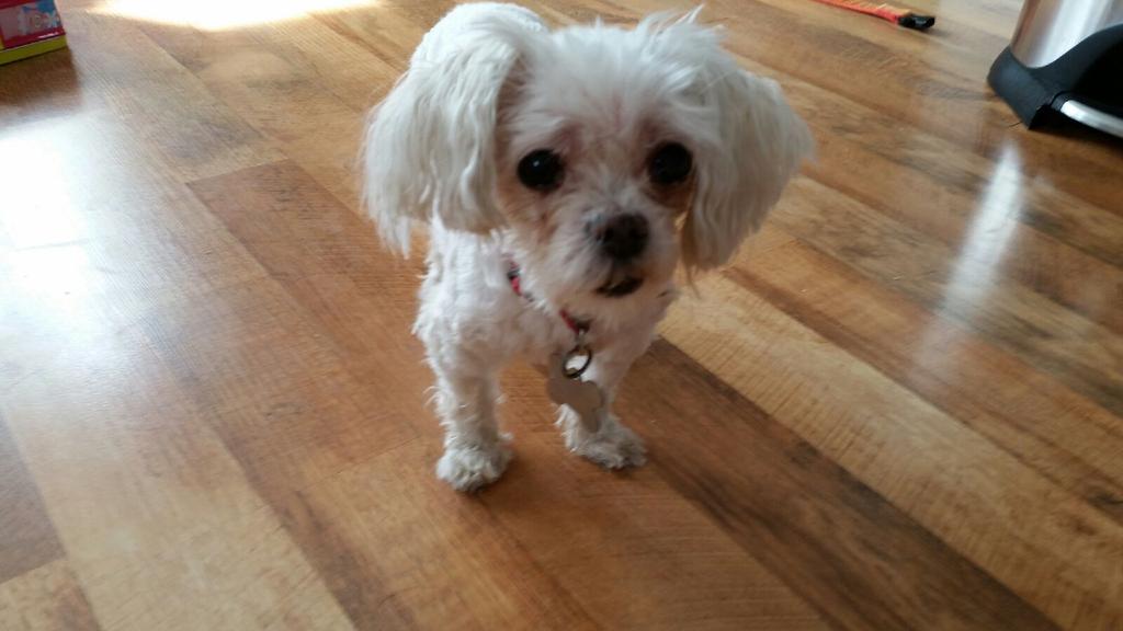 docloza12's tweet photo. We lost our dog roxy last night in Lake Carmel, NY. Roxy is a 4lbs Maltese, she just got groomed, Please share. http://t.co/tycQI3Jx0E