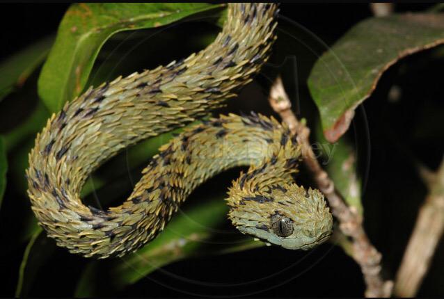 CarmillaMi's tweet photo. #Atheris #Hispida ok, è velenosa, ma è stupenda! http://t.co/uxFwMEctx2