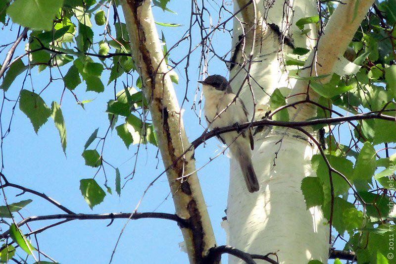 девушка у березы. девушка возле березы. художник каролин блиш (акварель). сова на березе. сидит на березе.