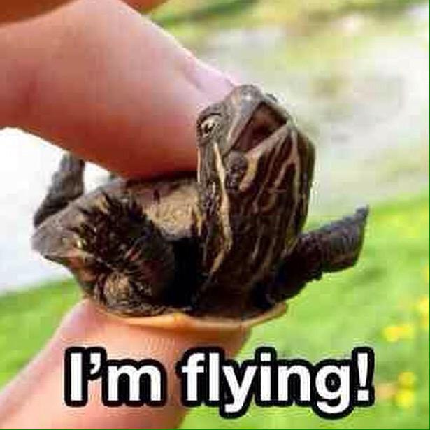 MissLibbyNicole's tweet photo. #inlovewithturtles 🐢🐢🐢 http://t.co/bkVYurV7kb