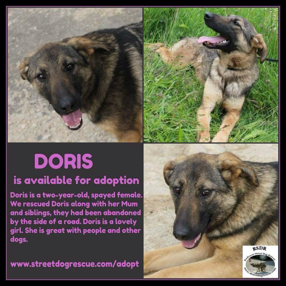 Rudozem Street Dogs tweet media