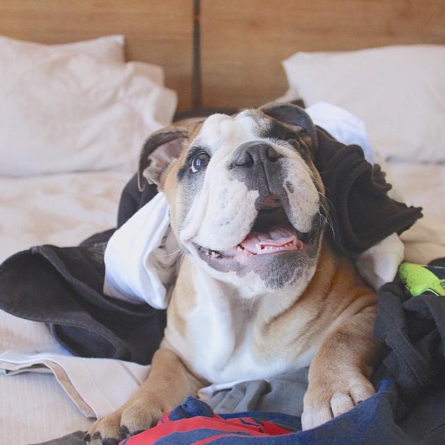 Petco's tweet image. A pile of freshly done laundry is just another pile to jump in to your dog. #PetParentProblems (Pic: York)