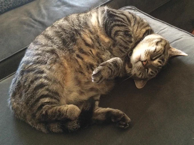Image from Pickle the Kitten (@picklekitten)