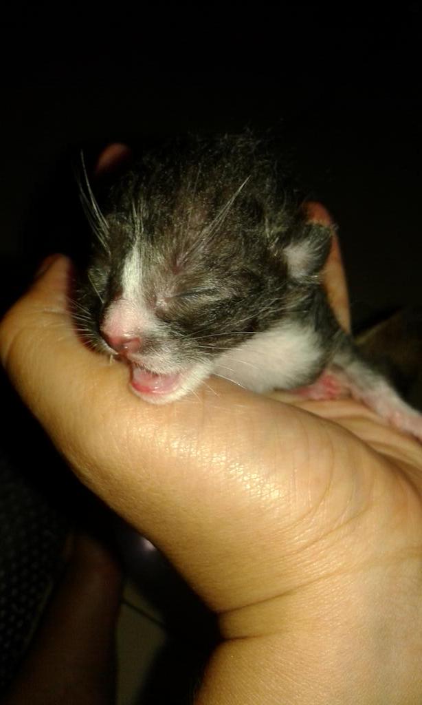 Yang tadi kayaknya sii #cosmo deh anak ke-7 
Nah kalo yang ini sii #shadow anak ke-6nya sii #mimi #kucing #kesayangan