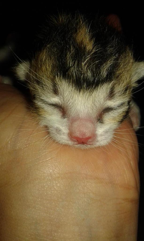 Ni dia #gizmo  anak ke-5nya sii #mimi #kucing #kesayangan yang sebenar2nya!Hayo bisa bedain ga mn yg #gizmo &amp; #cosmo?