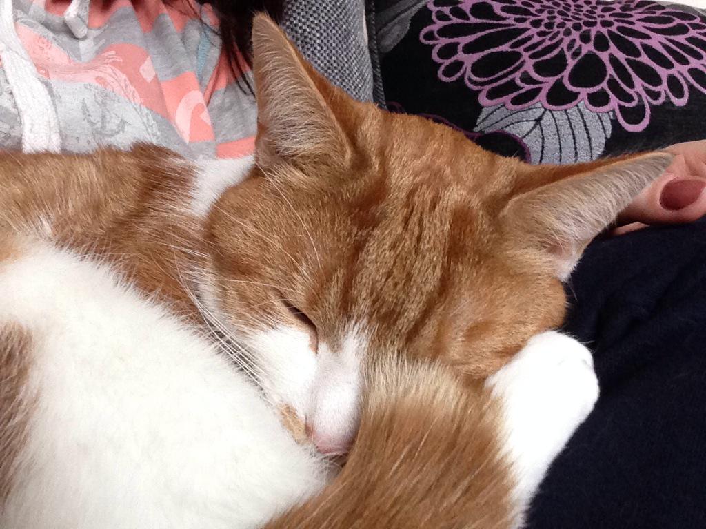 RebeccaCMcD's tweet photo. Watching back to back #comedinewithme &amp; having afternoon cuddles with my little tiger #SofaSloths #bliss http://t.co/jQ1wKEwher