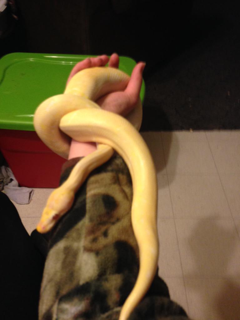 cassandrajo2012's tweet image. My favorite pet💚 #albinoballpython 🐍