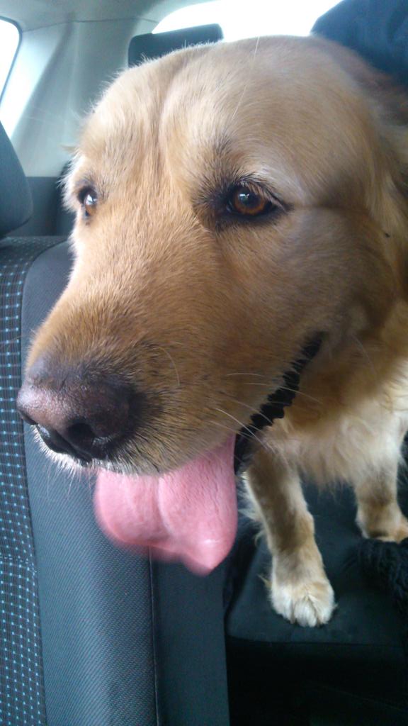 Grey (@gempati) on Twitter photo <a href="/AjLlavaneres/">Ajuntament de Llavaneres</a> he trobat aquest gos a la carretera de Llavaneres. El té la policia. Podeu difondre? Gràcies <a href="/AjLlavaneres/">Ajuntament de Llavaneres</a> he trobat aquest gos a la carretera de Llavaneres. El té la policia. Podeu difondre? Gràcies