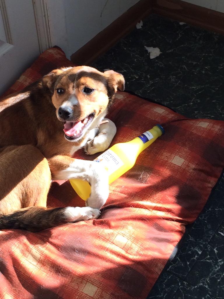 BurkSpringer's tweet photo. When your dog finds the beer lol😂😂 http://t.co/oXWtMdGLHq