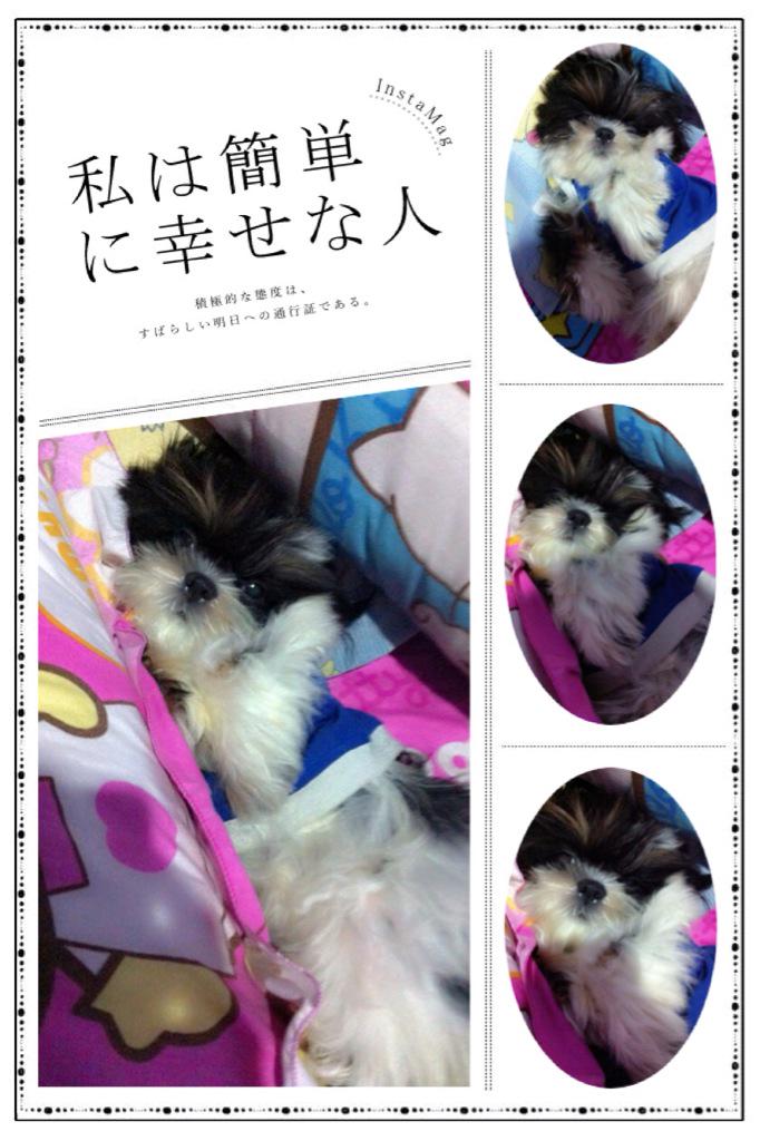 YuLyToTo's tweet image. My new Dog My name is Michyko🐶 I'm Girl