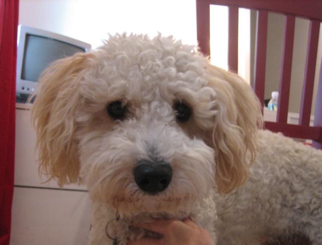 "When you realize how perfect everything is,you will tilt your head back and laugh at the sky - Buddha#dogsoftwitter