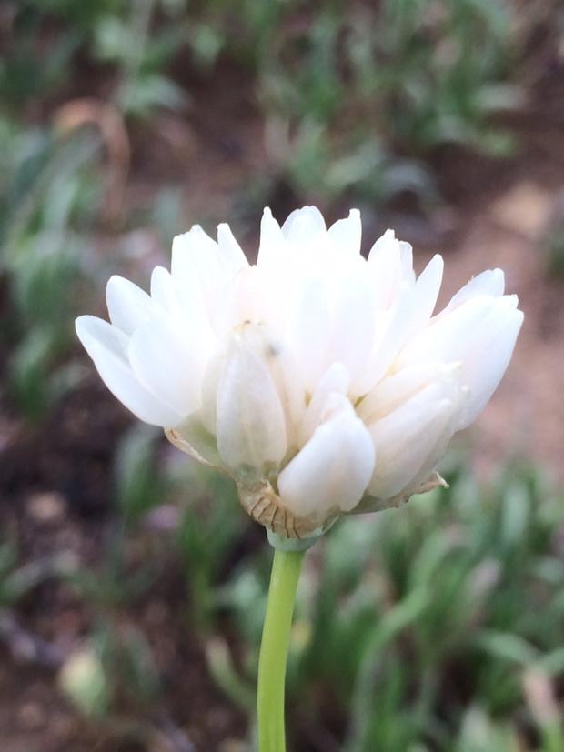 bunnyfoot1's tweet photo. Albino blue dicks
#santamonicamountains http://t.co/WMMbjGjg1g