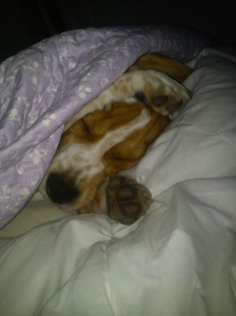JuanaMariaCabr1's tweet photo. @REFUGIOLACANDEL asin duerme tana kuando tiene frio http://t.co/jmE5ZZW9mY