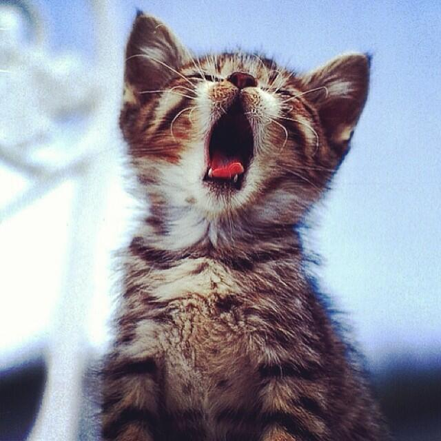 KConicelli's tweet image. I need a nap after this mornings class @H2O1503