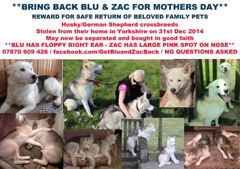 <a href="/abbeymoorvets/">Abbeymoor Vets</a> Pls can you help find #BluandZac missing #northyorks but poss sightings in #sheffield