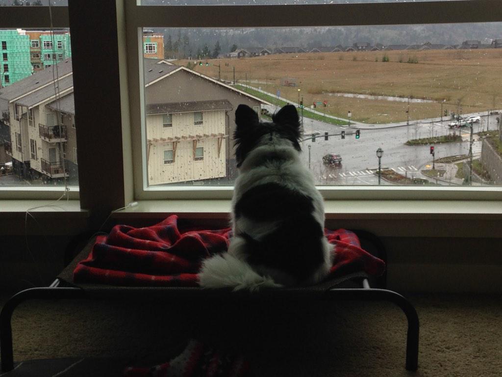 GizmoGraham's tweet photo. On neighborhood watch duty today! http://t.co/aft75rpfao