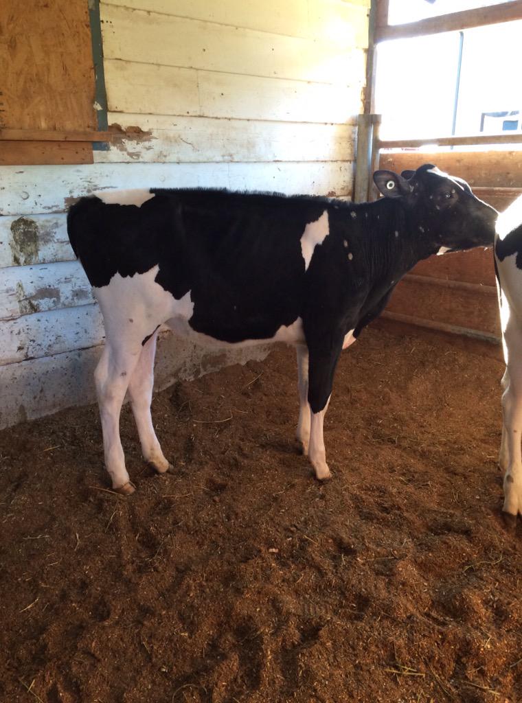 MRypma's tweet photo. Wishing T&amp;L Cattle best of lucky with there purchase of this fancy Reginald Sr Calf! #sold #t&amp;lcattle #ravens http://t.co/rNyC8Lyq4z
