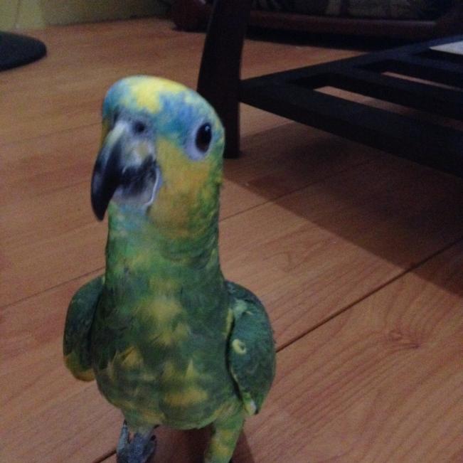 CallenderJason's tweet image. One talkative parrot my wife have😣